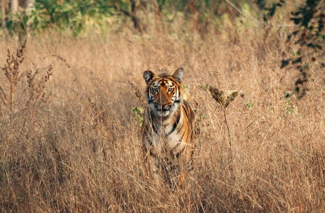 Ranthambore - destination - Gopedia