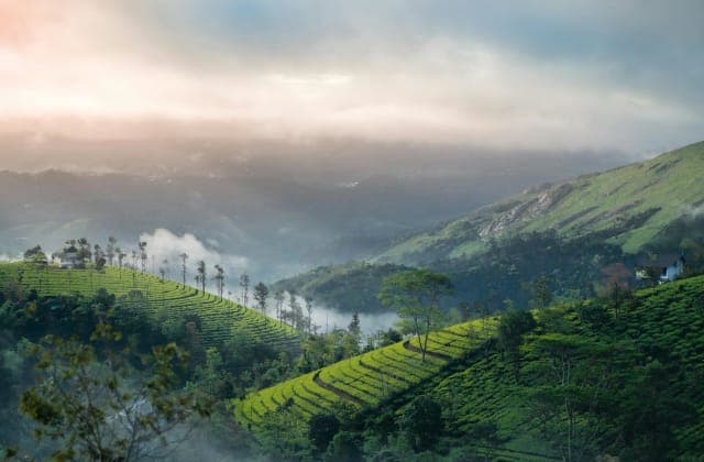 Munnar - destination - Gopedia