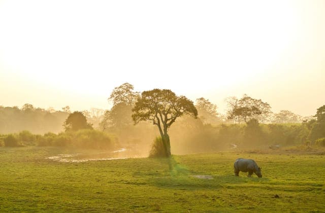 Kaziranga - destination - Gopedia
